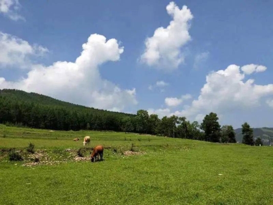 赤峰到安慶溝鎮(zhèn)拼車電話號(hào)碼-第1張圖片