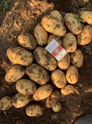 赤峰林西木材市場地址電話號碼-第1張圖片