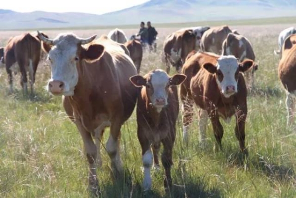 赤峰家禽屠宰場電話多少號-第1張圖片