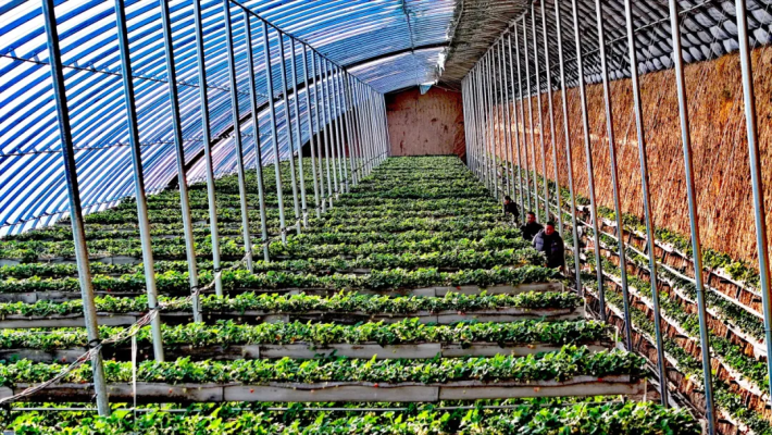 赤峰草莓園-第1張圖片