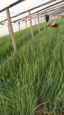 赤峰四人臺(tái)賣蔥電話號(hào)碼-第1張圖片