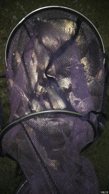 赤峰黑坑魚(yú)回收電話號(hào)碼查詢(xún)-第1張圖片