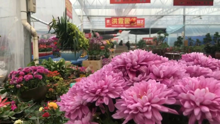 赤峰苗木花卉批發(fā)電話號碼-第1張圖片