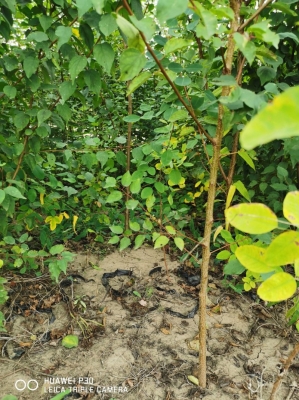 赤峰山桃杯苗種植基地電話號(hào)碼-第1張圖片