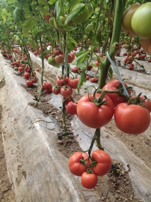 赤峰樹(shù)籽收購(gòu)門店電話號(hào)碼查詢-第1張圖片