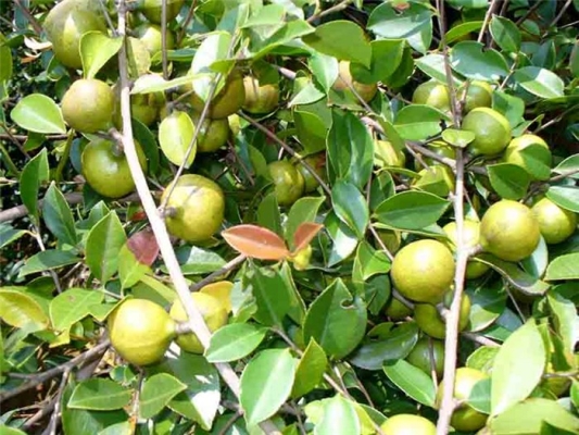 赤峰環(huán)科合作社地址電話查詢-第1張圖片