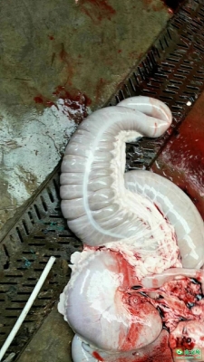 赤峰驢板腸批發(fā)廠家電話號(hào)碼-第1張圖片