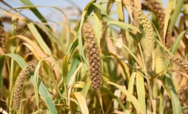 赤峰沃達農(nóng)業(yè)科技有限公司-第1張圖片