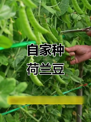 赤峰荷蘭豆種植基地電話號(hào)碼-第1張圖片