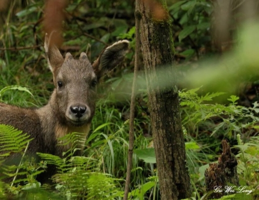 赤峰鳥獸市場地址電話號碼查詢-第1張圖片