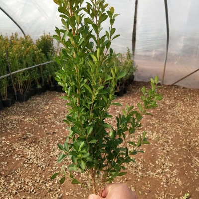 赤峰花皮打瓜種植基地電話號碼-第1張圖片