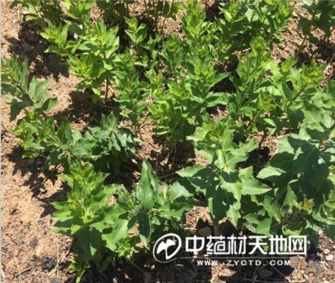 赤峰昂貴藥材種植基地電話號碼-第1張圖片