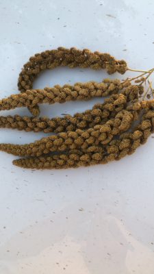 赤峰酸奶棒批發(fā)電話號(hào)碼查詢-第1張圖片