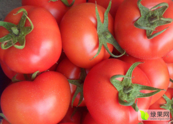 赤峰寧城縣收兔子的電話號碼-第1張圖片