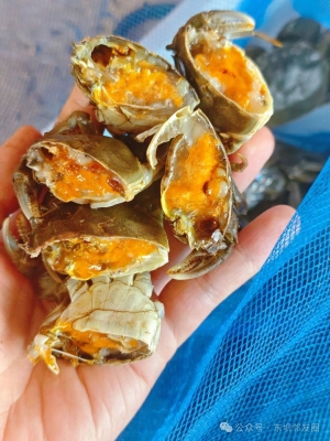 赤峰盤錦螃蟹批發(fā)市場電話號碼-第1張圖片