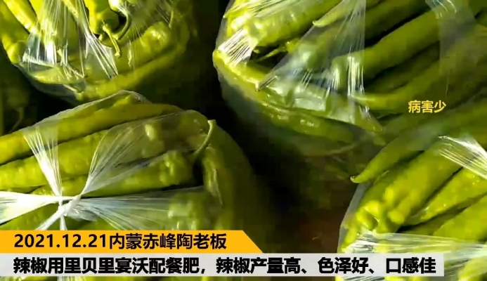 內(nèi)蒙赤峰油椒種植基地電話號碼-第1張圖片