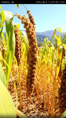 赤峰小米飯店電話多少號-第1張圖片