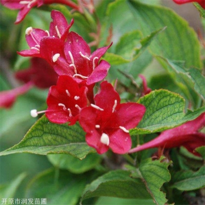 赤峰九角楓苗供應(yīng)電話號(hào)碼-第1張圖片