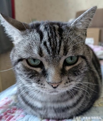 赤峰尋找虎斑貓電話多少號-第1張圖片