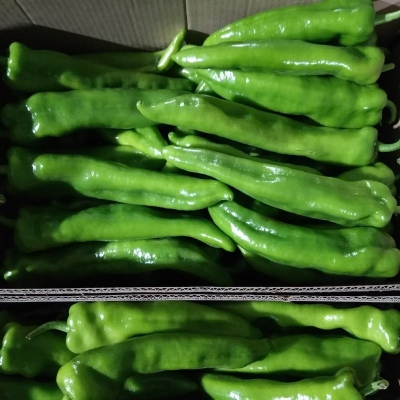 赤峰小張蔬菜批發(fā)電話號碼查詢-第1張圖片