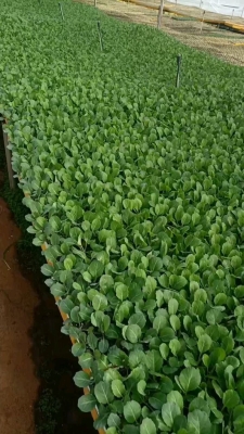 赤峰甘藍育苗基地電話多少號-第1張圖片