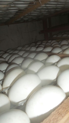 赤峰賣半大鵝苗電話號碼多少-第1張圖片