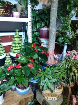 赤峰海盛鮮花店電話多少號-第1張圖片