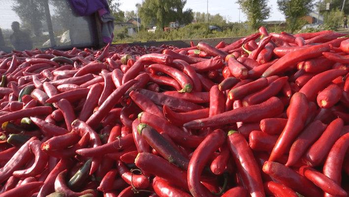 赤峰辣椒合作社電話多少號(hào)-第1張圖片