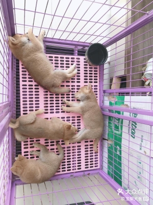 赤峰大鵬犬舍電話號碼多少-第1張圖片