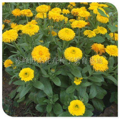 赤峰博農(nóng)種子公司電話號(hào)碼-第1張圖片