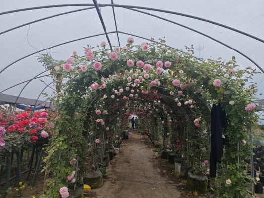 赤峰玫瑰花種植基地-第1張圖片