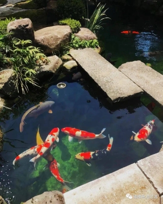 赤峰市清理魚池的公司電話號碼-第1張圖片