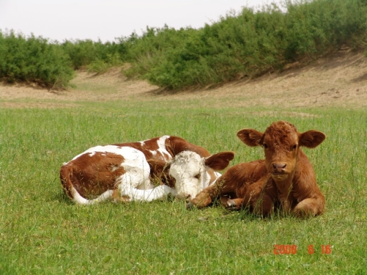 赤峰牛犢收售電話號(hào)碼查詢地址-第1張圖片