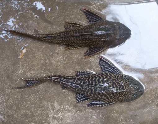 赤峰吃奶魚批發(fā)電話號碼查詢-第1張圖片