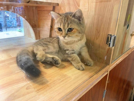 赤峰汪喵寵物店地址電話號碼-第1張圖片