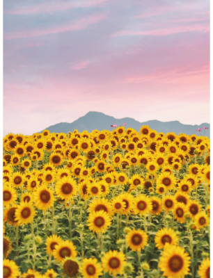 赤峰向日葵花海的具體位置-第1張圖片