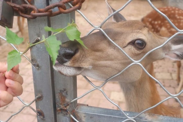 赤峰墨林溝農(nóng)家院電話號碼-第1張圖片