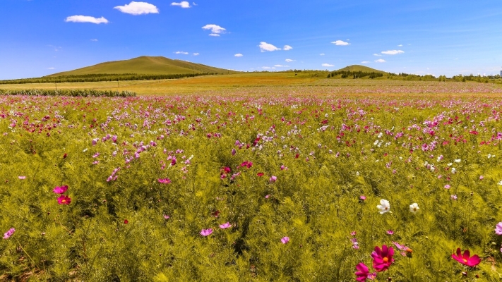 赤峰花契鮮花店電話地址查詢(xún)-第1張圖片
