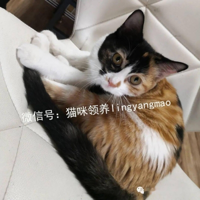 赤峰平莊貓崽領(lǐng)養(yǎng)電話號碼-第1張圖片