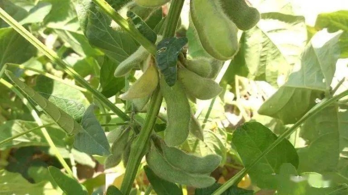 赤峰酒糟養(yǎng)豬場地址電話號碼-第1張圖片