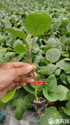赤峰嫁接圓茄苗訂購電話號碼-第1張圖片