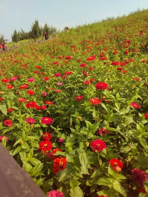 赤峰松山區(qū)富河社區(qū)電話是多少-第1張圖片