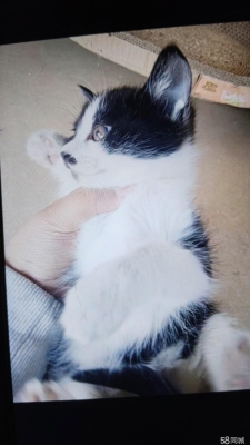 赤峰領(lǐng)養(yǎng)中心地址電話號(hào)碼查詢-第1張圖片