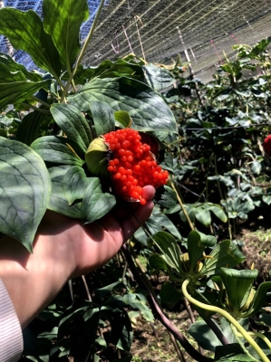 赤峰靈智幼兒園電話地址查詢-第1張圖片