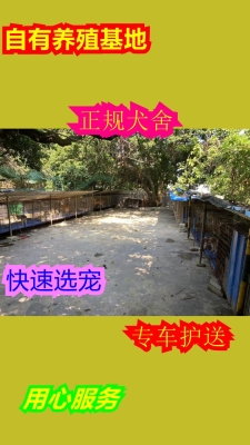赤峰市薩摩耶犬舍地址電話(huà)號(hào)碼-第1張圖片