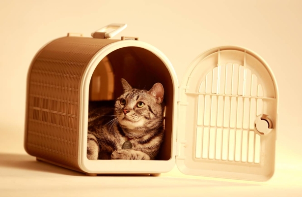 赤峰貓咪籠養(yǎng)殖場(chǎng)地址電話號(hào)碼-第1張圖片