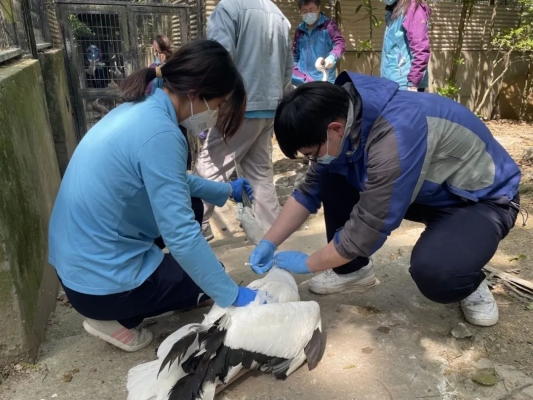 赤峰喂牛飼養(yǎng)員電話地址查詢-第1張圖片