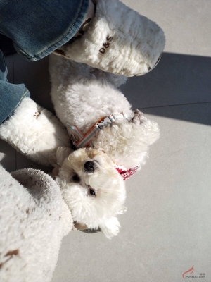 赤峰回收比熊電話號(hào)碼多少-第1張圖片