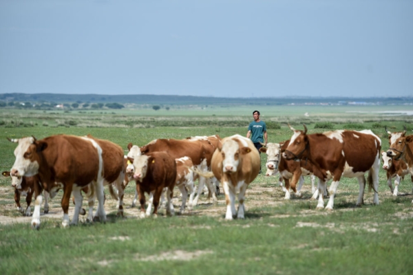 赤峰養(yǎng)牛二姐電話號(hào)碼查詢-第1張圖片