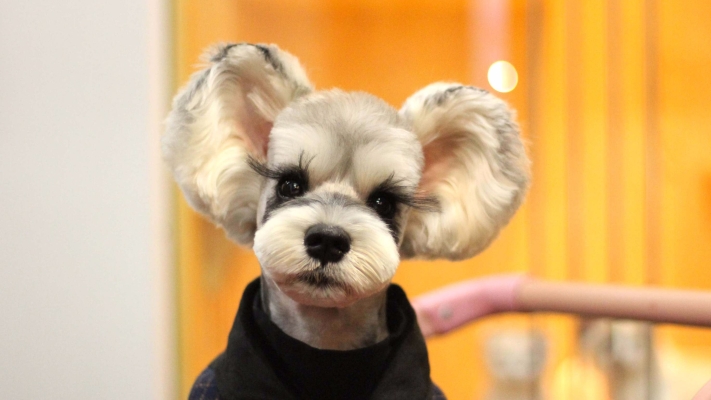 赤峰貝斯寵物生活館電話號(hào)碼-第1張圖片